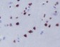 Anti-HDAC9 Rabbit Monoclonal Antibody